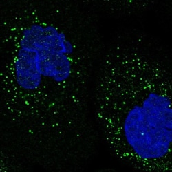 ODF2 Antibody, Novus Biologicals:Antibodies:Primary Antibodies